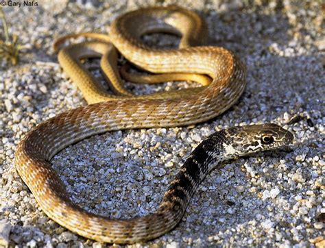 red nevada snake pictures.